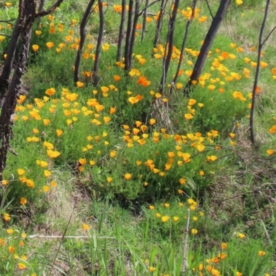 Eschscholzia californica (California Poppy) at Greenway, ACT - 18 Oct 2021 by RodDeb