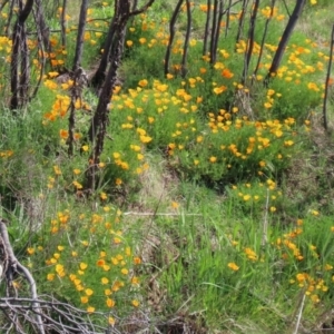 Eschscholzia californica at Greenway, ACT - 18 Oct 2021