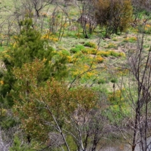 Eschscholzia californica at Greenway, ACT - 18 Oct 2021 02:42 PM