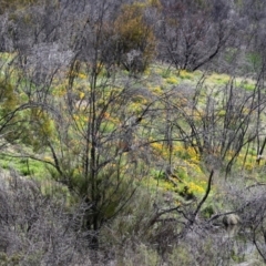 Eschscholzia californica at Greenway, ACT - 18 Oct 2021