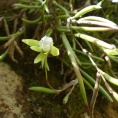 Dockrillia striolata (Streaked Rock Orchid) at Colo Vale, NSW - 16 Oct 2021 by Curiosity