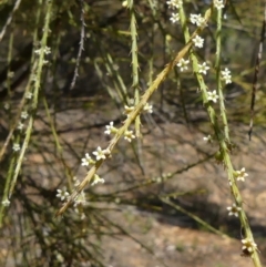 Choretrum candollei (White Sour Bush) at Colo Vale, NSW - 17 Oct 2021 by Curiosity