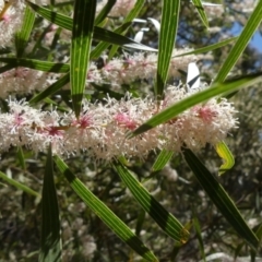 Hakea dactyloides (Finger Hakea) at Colo Vale, NSW - 17 Oct 2021 by Curiosity