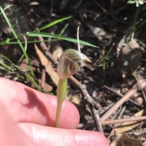 Pterostylis pedunculata at Paddys River, ACT - 9 Oct 2021