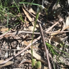 Pterostylis pedunculata at Paddys River, ACT - 9 Oct 2021