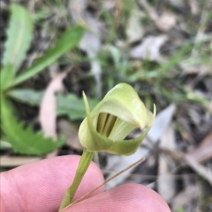 Pterostylis curta at Paddys River, ACT - suppressed