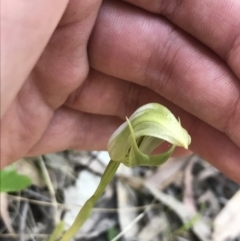 Pterostylis curta at Paddys River, ACT - suppressed