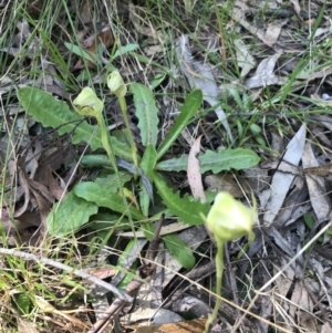 Pterostylis curta at Paddys River, ACT - suppressed