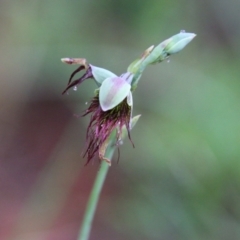 Calochilus paludosus (Strap Beard Orchid) at Moruya, NSW - 19 Oct 2021 by LisaH