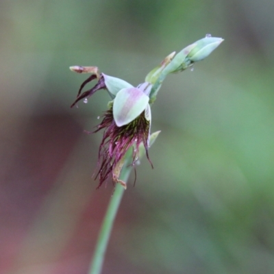 Calochilus paludosus (Strap Beard Orchid) at Moruya, NSW - 19 Oct 2021 by LisaH