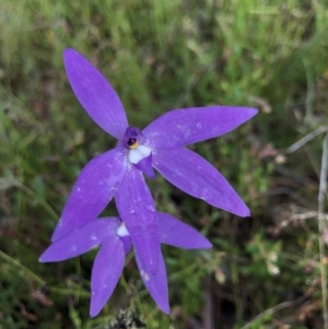 Glossodia major at Hackett, ACT - 19 Oct 2021