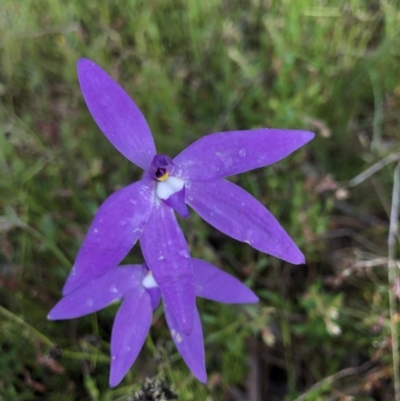 Glossodia major (Wax Lip Orchid) at Hackett, ACT - 18 Oct 2021 by rosiecooney