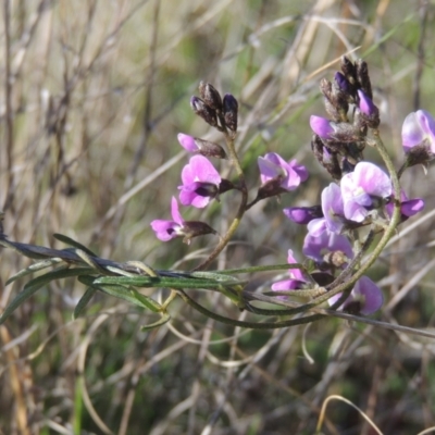 Glycine clandestina (Twining Glycine) at Theodore, ACT - 22 Sep 2021 by michaelb
