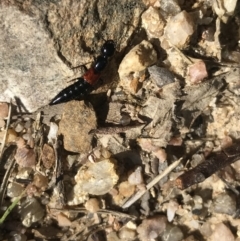 Staphylinidae (family) (Rove beetle) at Paddys River, ACT - 9 Oct 2021 by Tapirlord