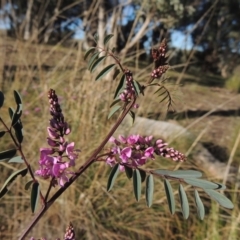 Indigofera australis subsp. australis (Australian Indigo) at Theodore, ACT - 22 Sep 2021 by michaelb