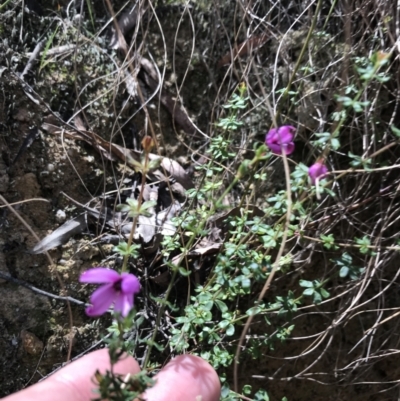 Tetratheca bauerifolia (Heath Pink-bells) at Paddys River, ACT - 9 Oct 2021 by Tapirlord
