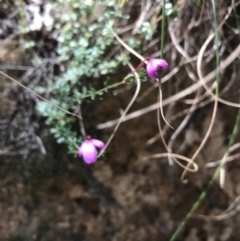 Tetratheca bauerifolia at Paddys River, ACT - 9 Oct 2021 02:13 PM