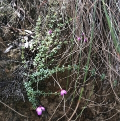 Tetratheca bauerifolia at Paddys River, ACT - 9 Oct 2021 02:13 PM