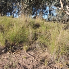 Rytidosperma pallidum (Red-anther Wallaby Grass) at Tuggeranong Hill - 22 Sep 2021 by michaelb