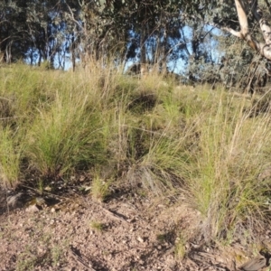 Rytidosperma pallidum at Theodore, ACT - 22 Sep 2021