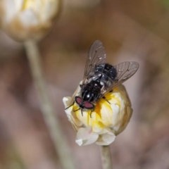 Tabanidae (family) (Unidentified march or horse fly) at Pialligo, ACT - 17 Oct 2021 by DPRees125