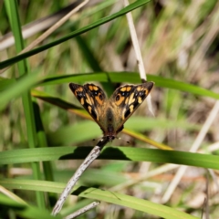 Argynnina cyrila (Forest Brown, Cyril's Brown) at Paddys River, ACT - 9 Oct 2021 by DPRees125