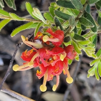 Grevillea alpina (Mountain Grevillea / Cat's Claws Grevillea) at Bruce, ACT - 19 Oct 2021 by tpreston