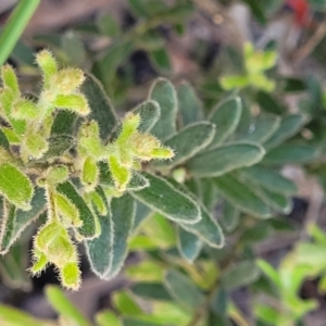 Grevillea alpina at Bruce, ACT - 19 Oct 2021