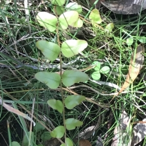 Pellaea calidirupium at Paddys River, ACT - 9 Oct 2021 02:17 PM