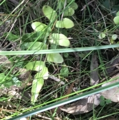 Pellaea calidirupium at Paddys River, ACT - 9 Oct 2021 02:17 PM