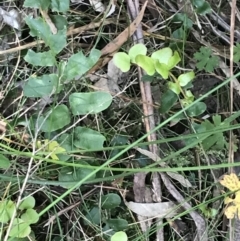 Pellaea calidirupium at Paddys River, ACT - 9 Oct 2021 02:17 PM