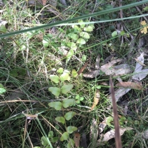 Pellaea calidirupium at Paddys River, ACT - 9 Oct 2021 02:17 PM