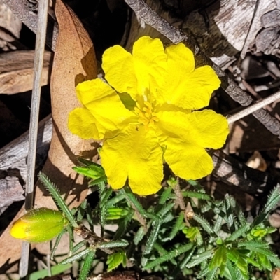 Hibbertia calycina (Lesser Guinea-flower) at Bruce, ACT - 19 Oct 2021 by tpreston