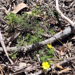 Hibbertia calycina at Bruce, ACT - 19 Oct 2021