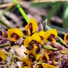 Daviesia mimosoides subsp. mimosoides at Bruce, ACT - 19 Oct 2021 by tpreston