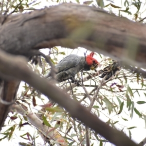 Callocephalon fimbriatum at Currawang, NSW - 19 Oct 2021