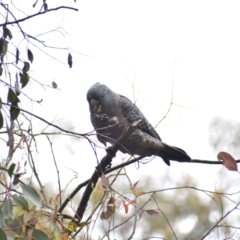 Callocephalon fimbriatum at Currawang, NSW - suppressed