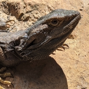 Pogona barbata at Currawang, NSW - 18 Oct 2021