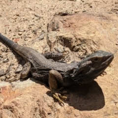 Pogona barbata at Currawang, NSW - suppressed