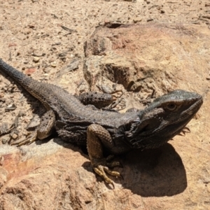 Pogona barbata at Currawang, NSW - 18 Oct 2021