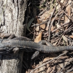 Pogona barbata at Currawang, NSW - suppressed