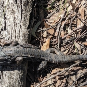 Pogona barbata at Currawang, NSW - suppressed