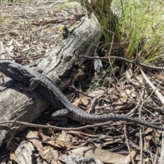 Pogona barbata at Currawang, NSW - suppressed