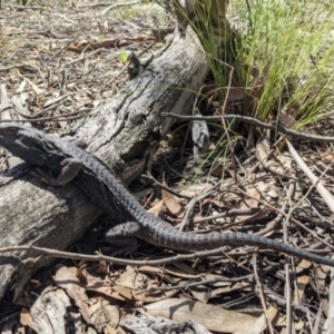 Pogona barbata at Currawang, NSW - suppressed