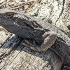 Pogona barbata at Currawang, NSW - suppressed