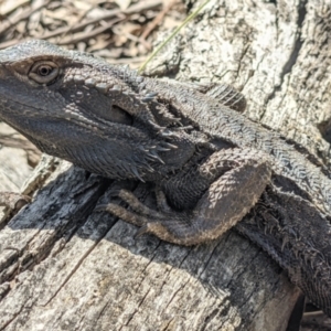 Pogona barbata at Currawang, NSW - suppressed