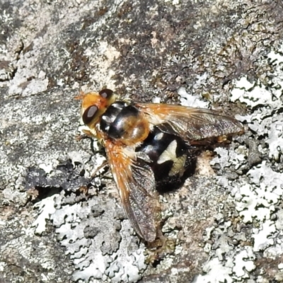 Microtropesa sp. (genus) (Tachinid fly) at Tidbinbilla Nature Reserve - 17 Oct 2021 by JohnBundock