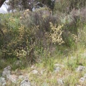 Pomaderris pallida at Calwell, ACT - 16 Oct 2021 04:11 PM