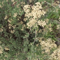 Pomaderris pallida at Calwell, ACT - 16 Oct 2021 04:11 PM