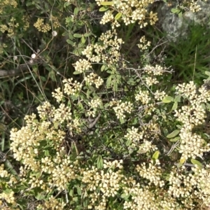 Pomaderris pallida at Calwell, ACT - 16 Oct 2021 04:11 PM